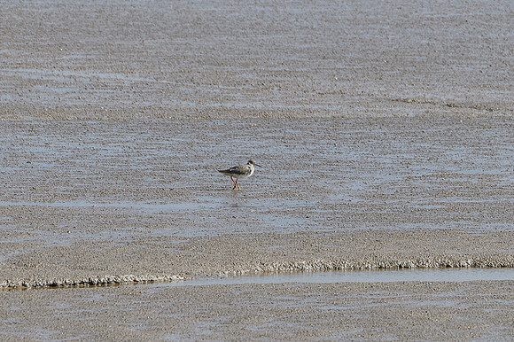Redshank