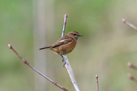Stonechat