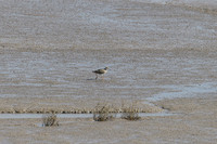 Redshank