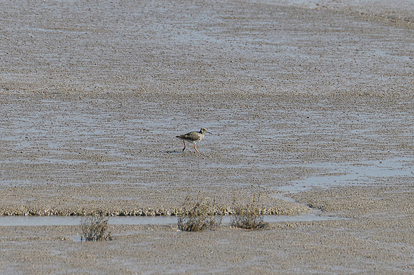 Redshank