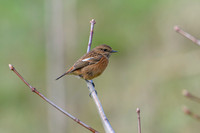 Stonechat