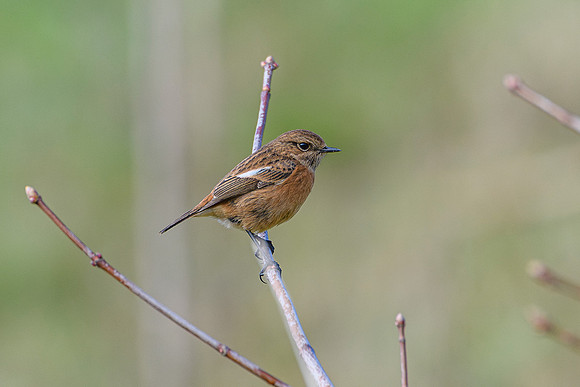 Stonechat