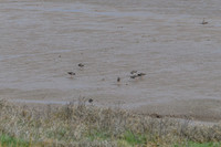Redshank