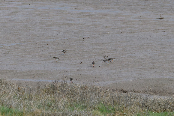 Redshank