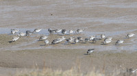 Dunlin