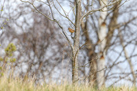 Stonechat