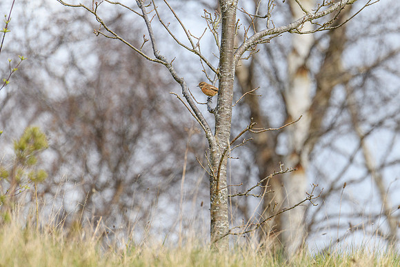 Stonechat