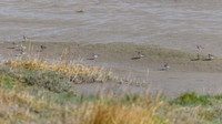 Redshank