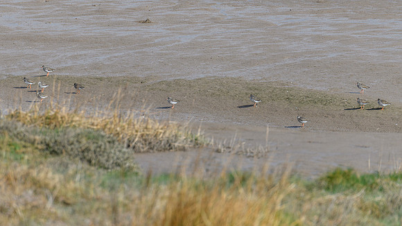 Redshank
