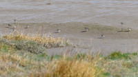 Redshank