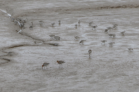 Godwit