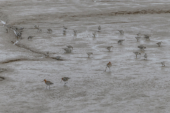 Godwit