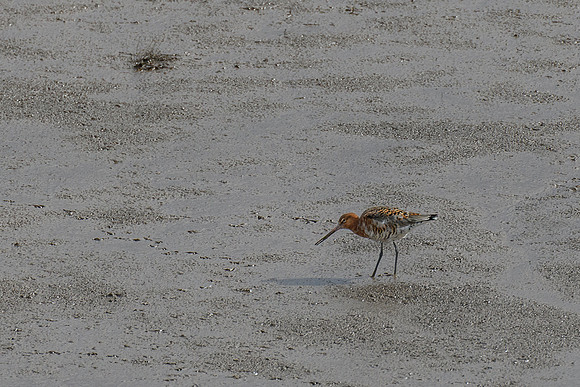 Godwits