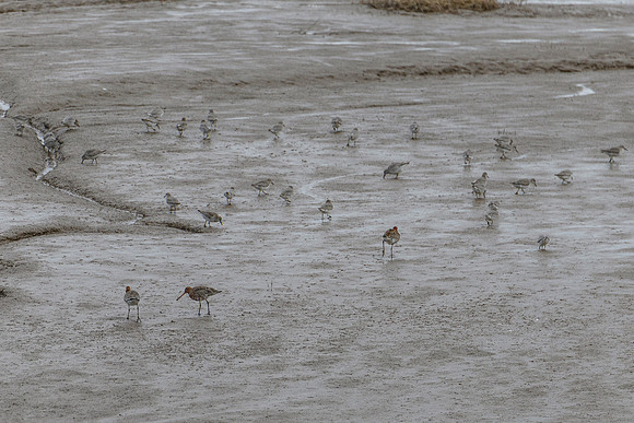 Godwit