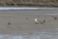 Yellow-legged Gull