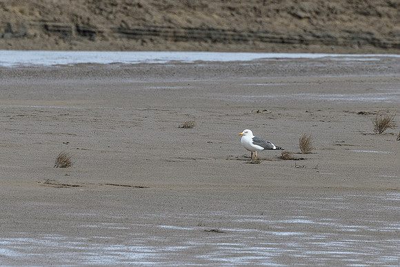 Yellow-legged Gull