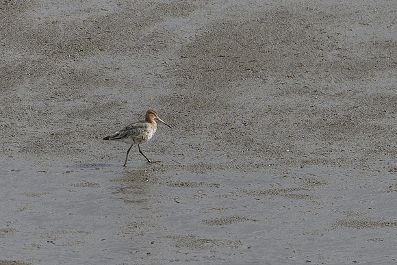 Godwit
