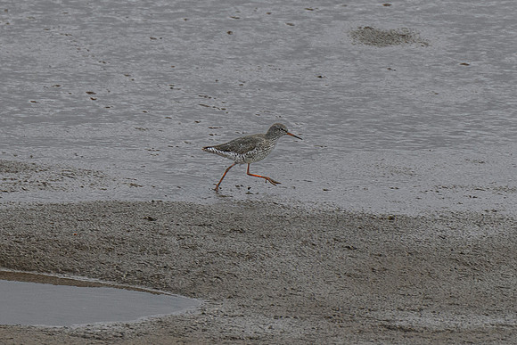 Redshank