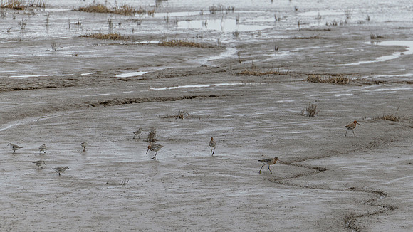 Godwit