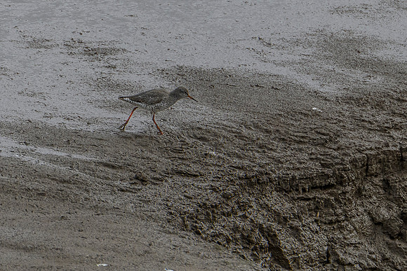 Redshank