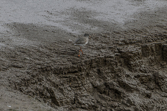 Redshank