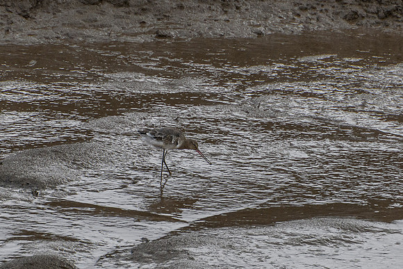 Godwit