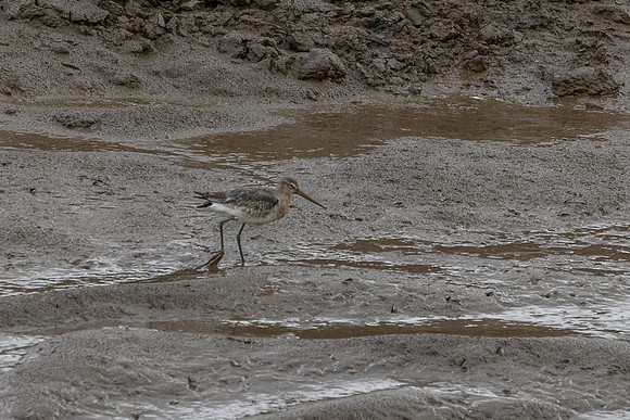 Godwit