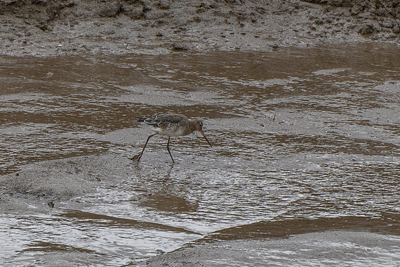 Godwit