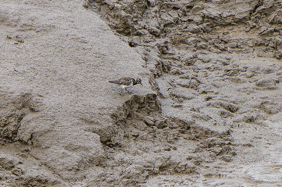 Turnstone