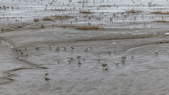 Godwits