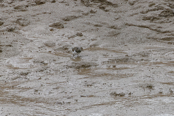 Turnstone