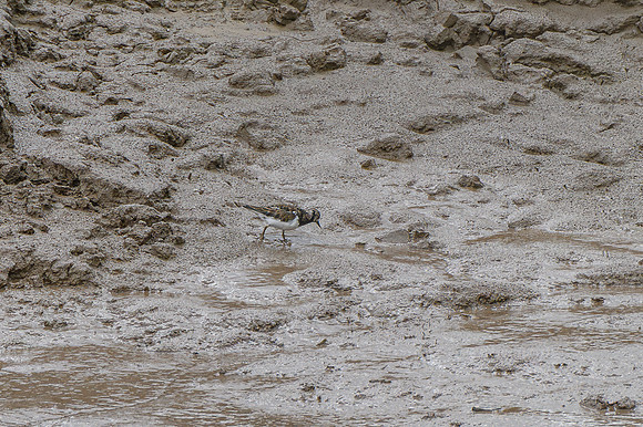 Turnstone