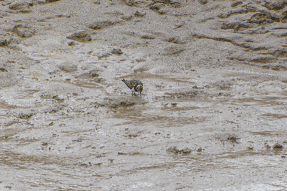Turnstone