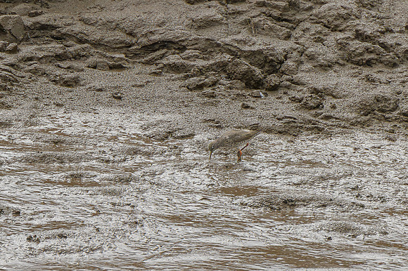 Redshank