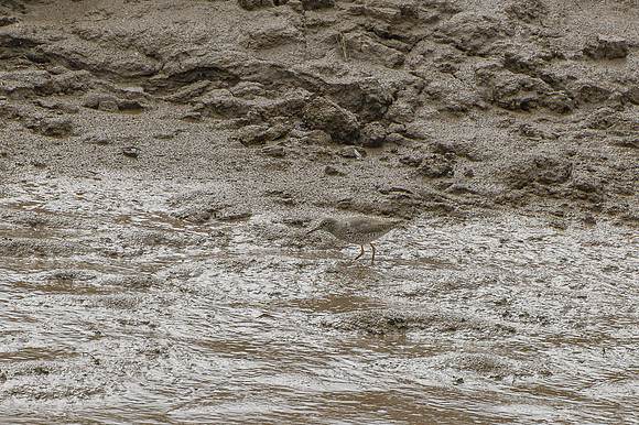 Redshank