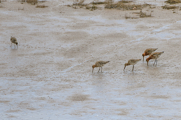 Godwit