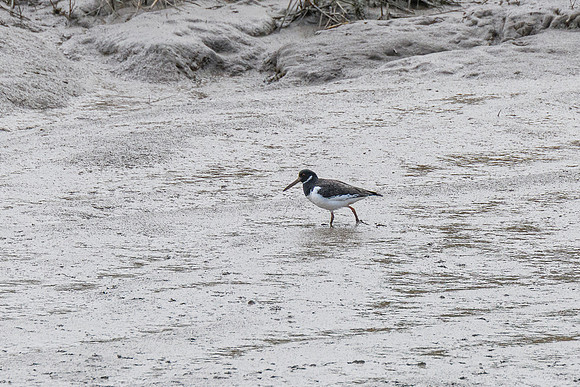 Oystercatcher