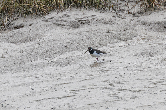 Oystercatcher