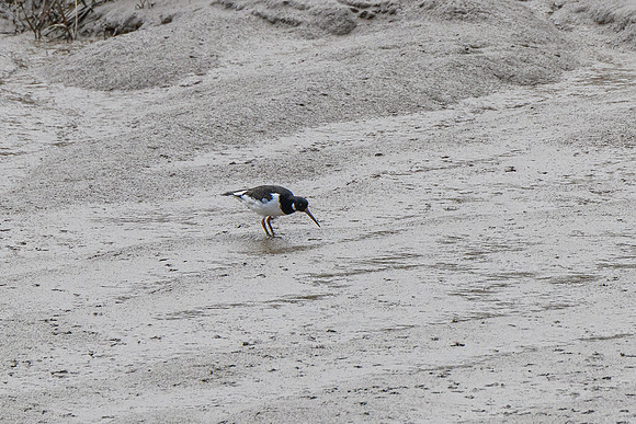 Oystercatcher