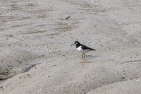 Oystercatcher