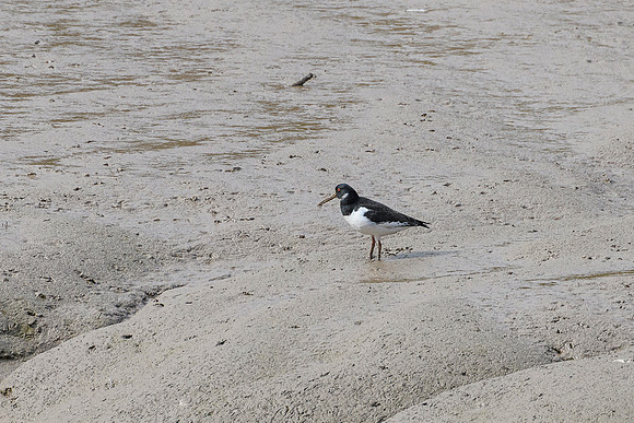 Oystercatcher
