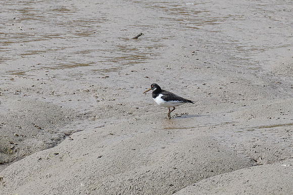 Oystercatcher