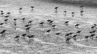Godwit