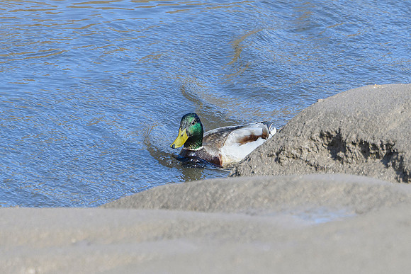 Mallard