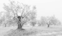 Monochrome