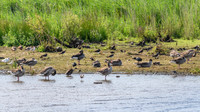 Greylag Geese and a couple of Ruffs