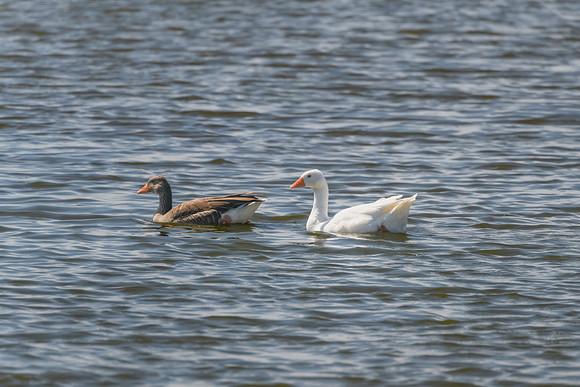 Greylag pair - the one on the right is leaucistic variant