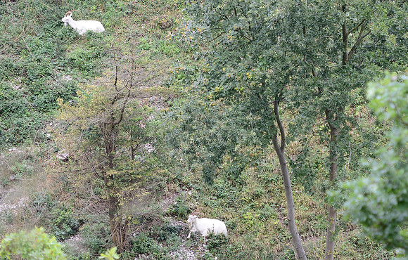 Goats in the gorge