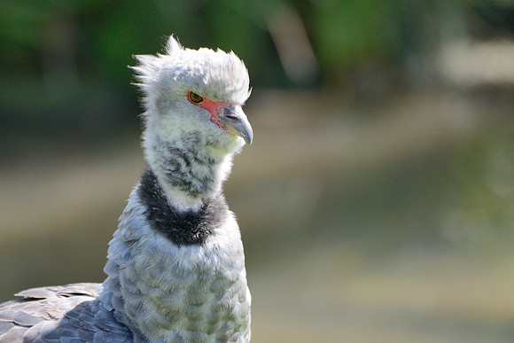 Crested Screamer