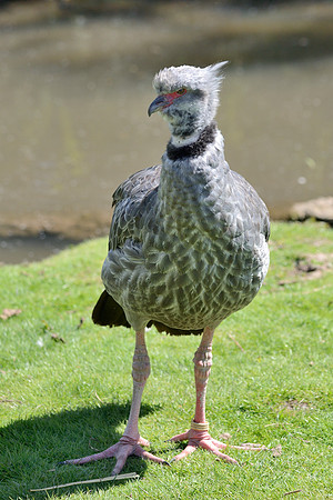 Crested Screamer